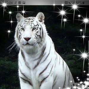 Meet your Posher, Calixto